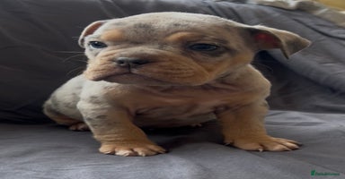Olde English Bulldogge dogs - Advert 15