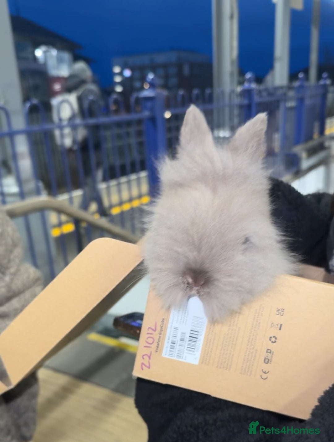 Dwarf Lop rabbits for sale: Storm- 8 week old boy - colour blue  - Advert 3