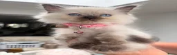 Ragdoll cats for sale: We have 4 beautiful Ragdoll Kittens in Telford - Advert 7