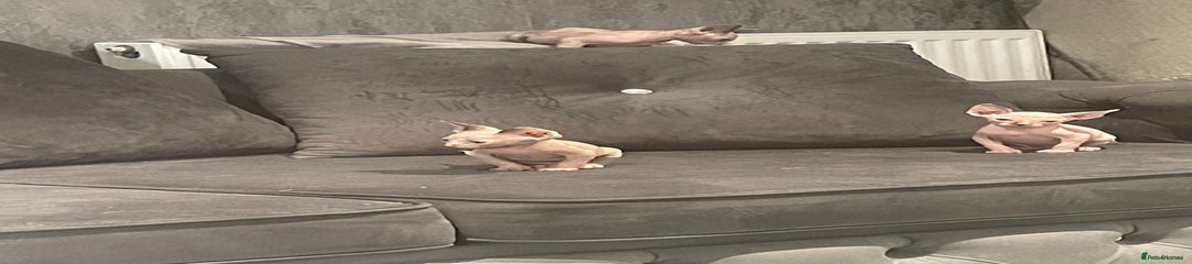 Sphynx Kitten 3