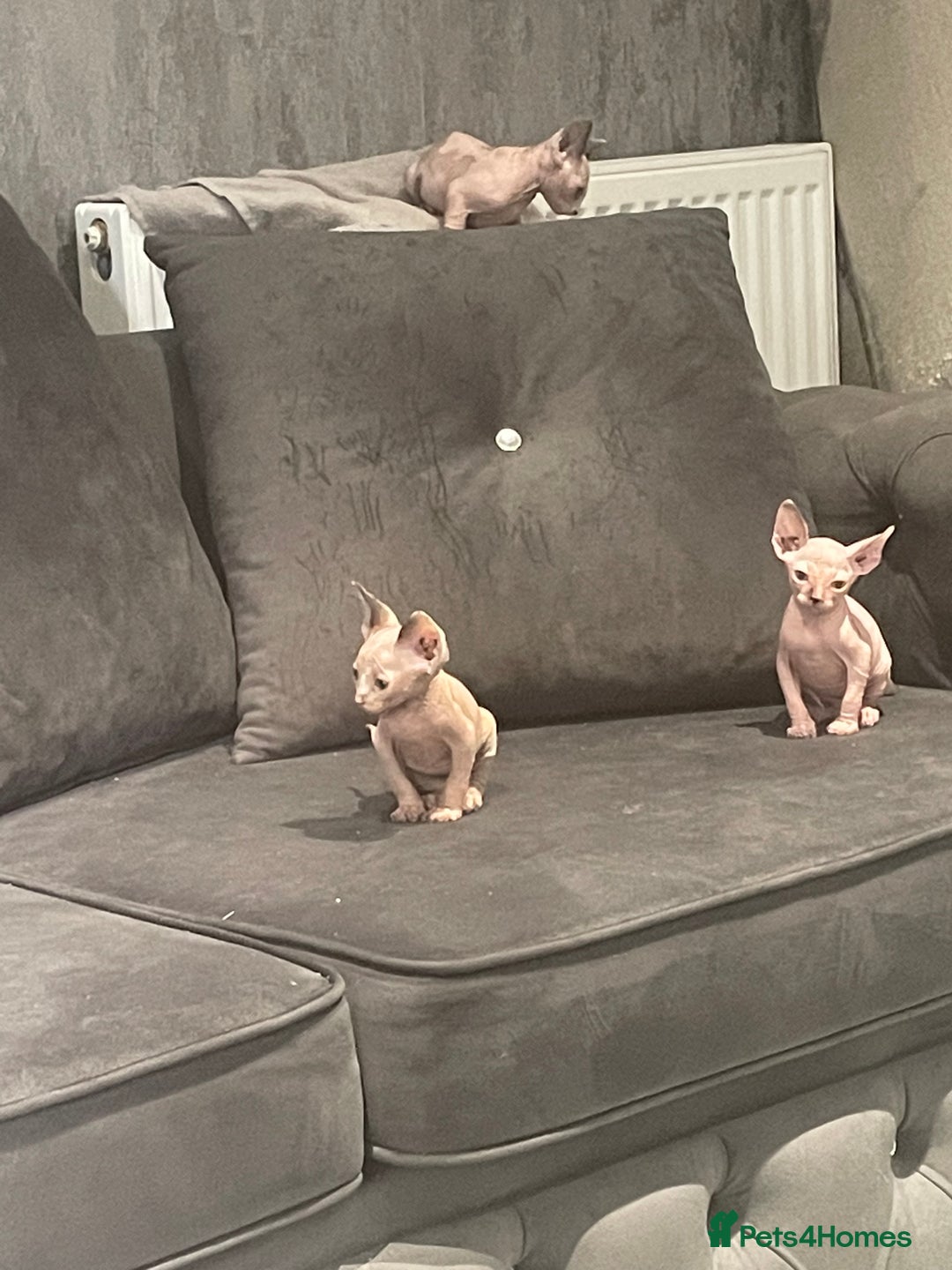 Sphynx cats for sale: Beautiful sphynx kittens  - Image 5