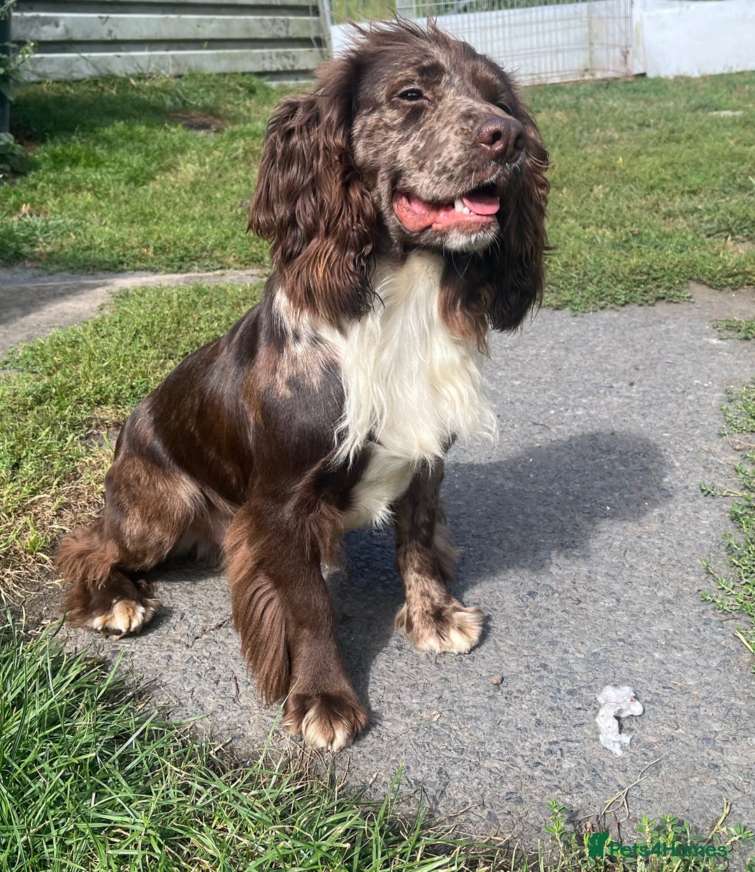 Cocker Spaniel dogs for stud: MERLE cocker spaniel at stud  in Rowlands Gill - Image 1