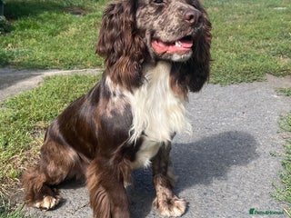 Cocker Spaniel dogs in Rowlands Gill - Advert 16