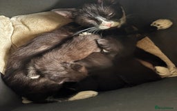 American Shorthair cats for sale: 5 black and white kittens for forever home - Image 20