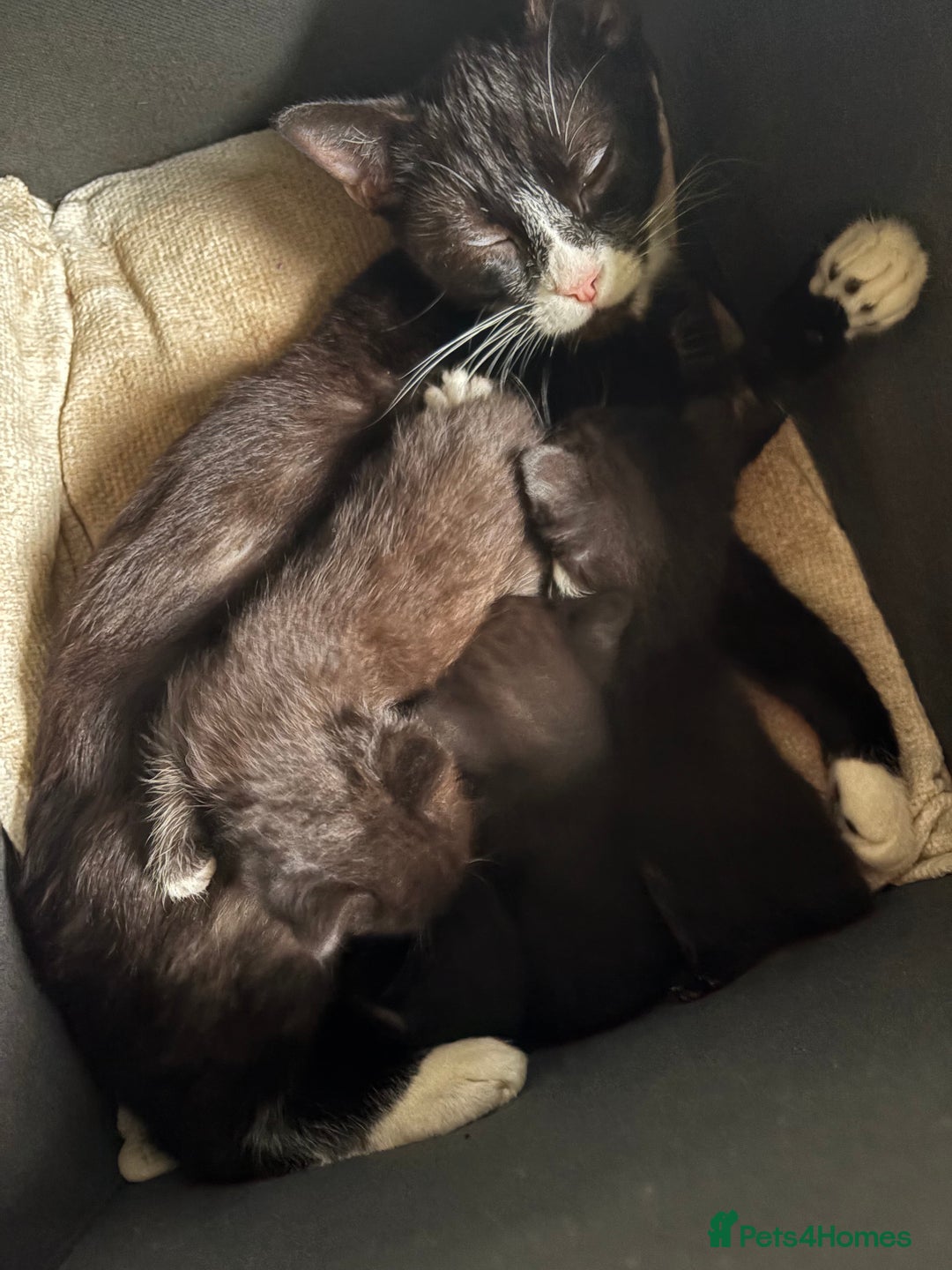 American Shorthair cats for sale: 5 black and white kittens for forever home - Image 20