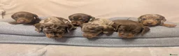 Miniature Dachshund dogs for sale: Dachshund miniature puppys  - Advert 6