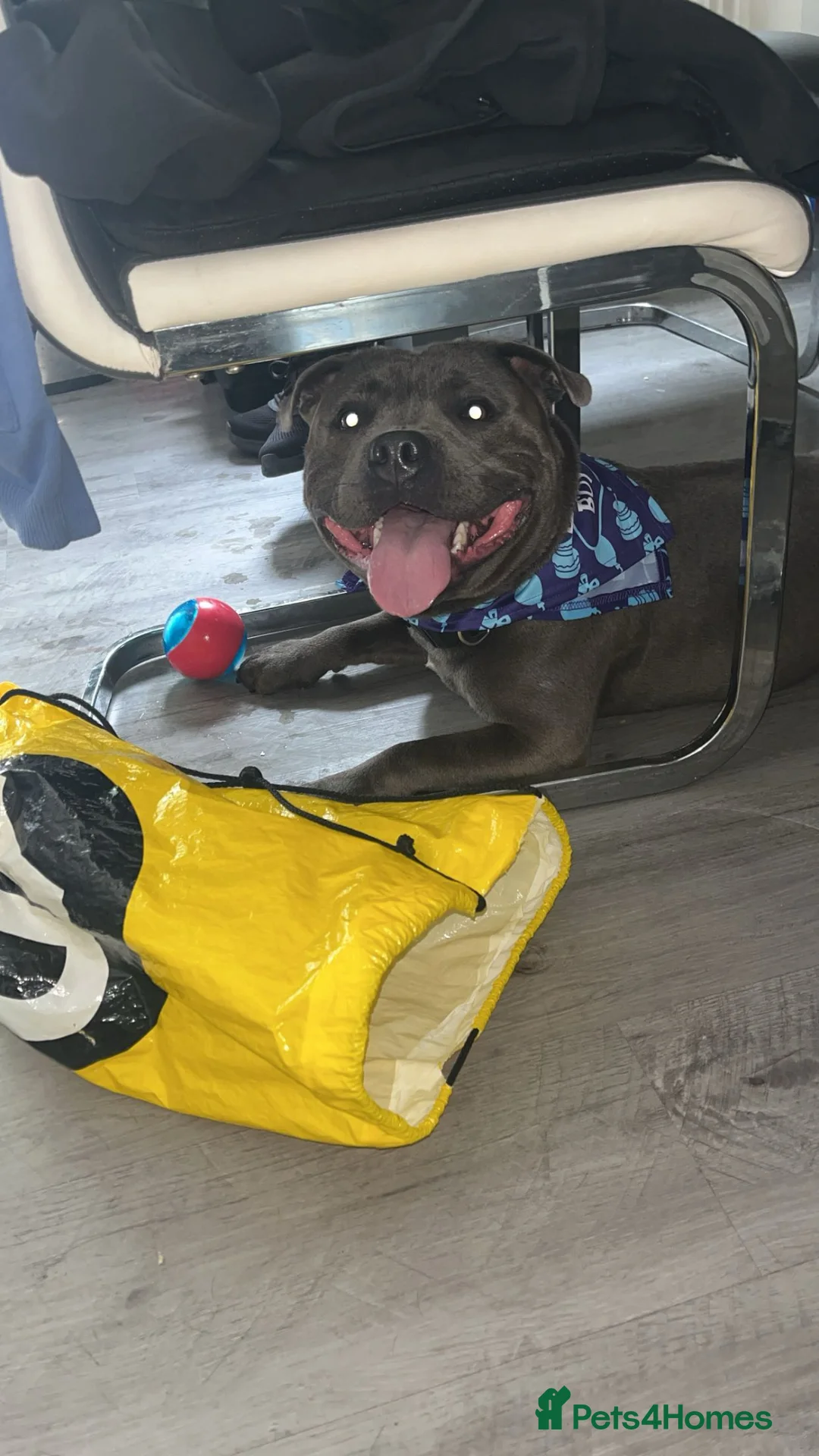 Staffordshire Bull Terrier dogs for stud: Bluey  - Advert 1