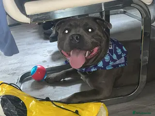 Staffordshire Bull Terrier dogs Bluey - Advert 1