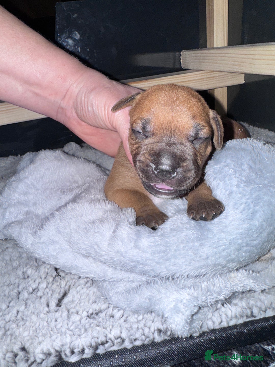 Staffordshire Bull Terrier dogs for sale: Beautiful litter of red staffy pups - Advert 10