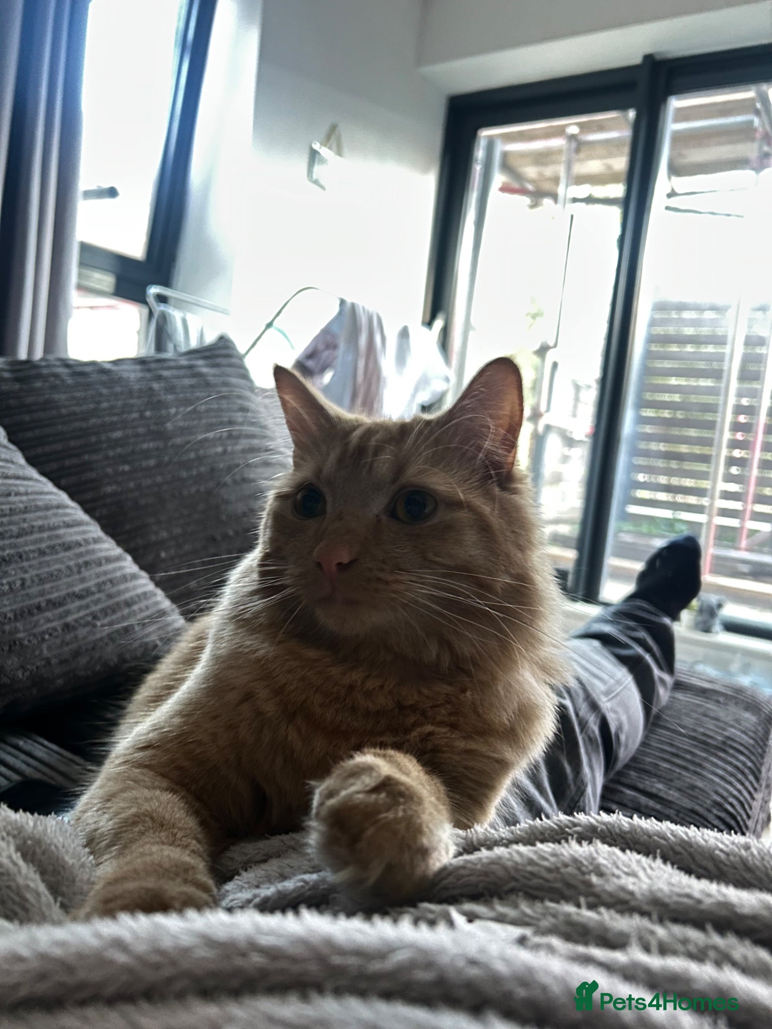 Mixed Breed cats for sale: Simba  - Advert 9