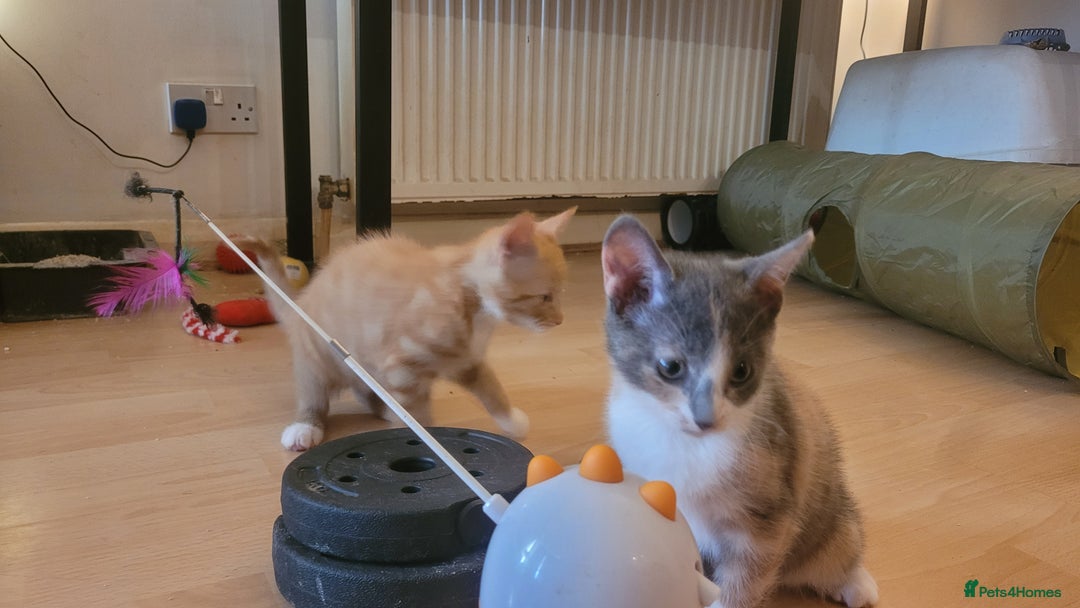Mixed Breed cats for sale: Three gorgeous kittens available! - Advert 15