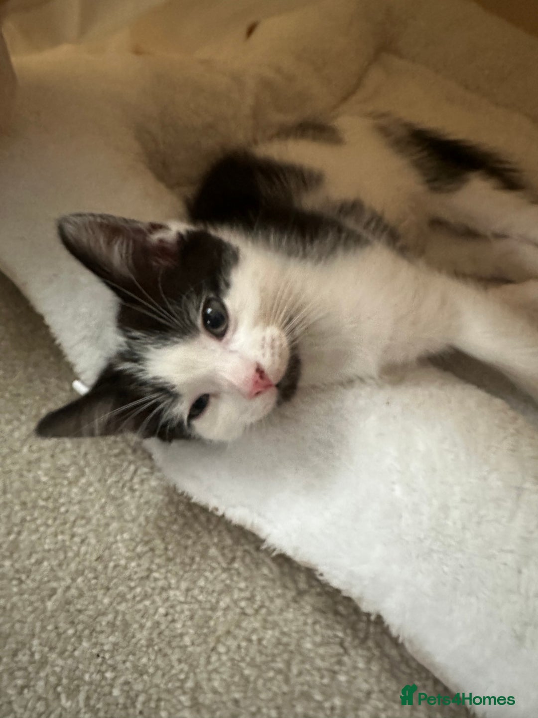 Mixed Breed cats for sale: Kittens - Image 4