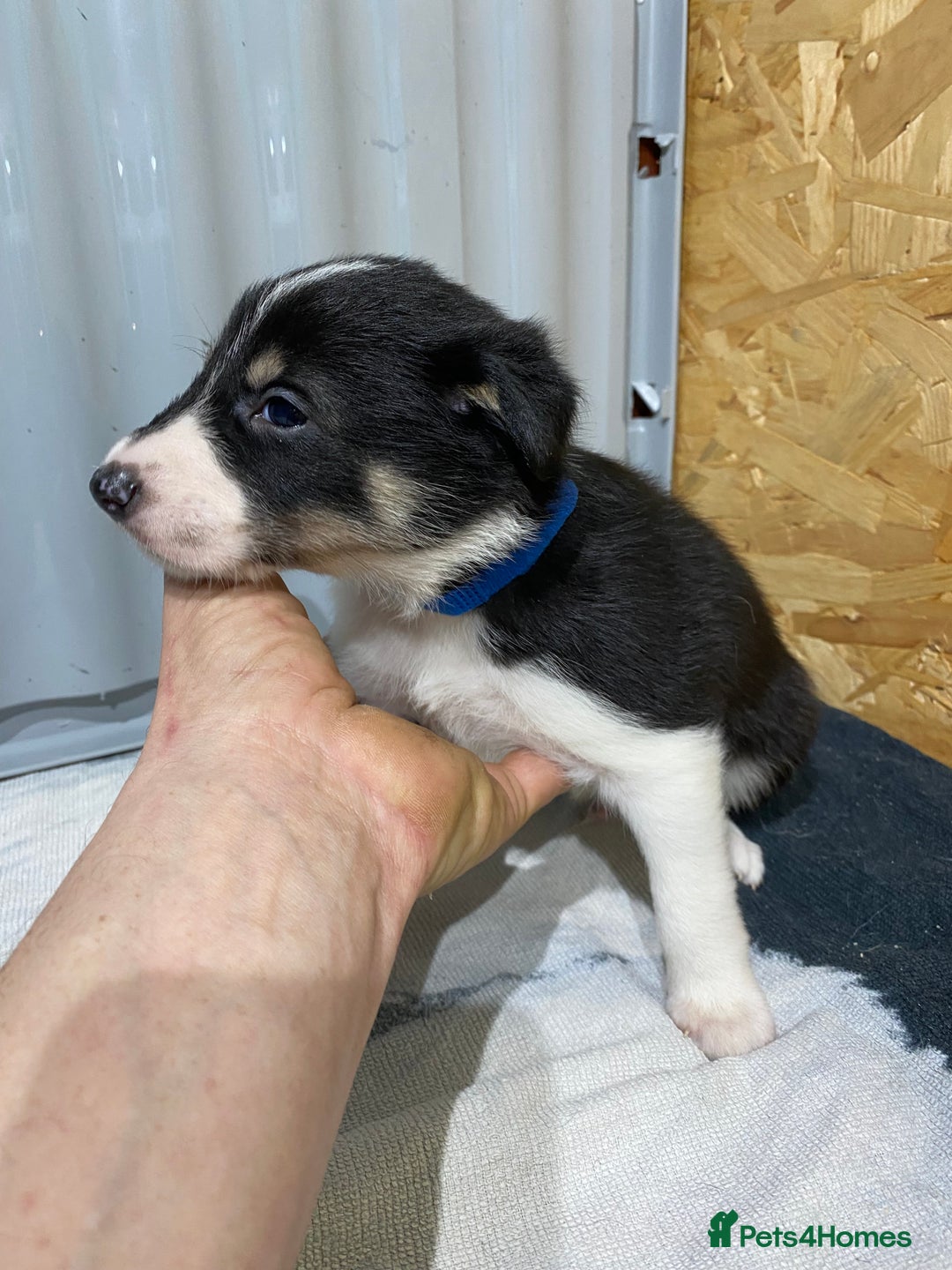 Border Collie dogs for sale: Beautiful border collie pups  - Advert 22