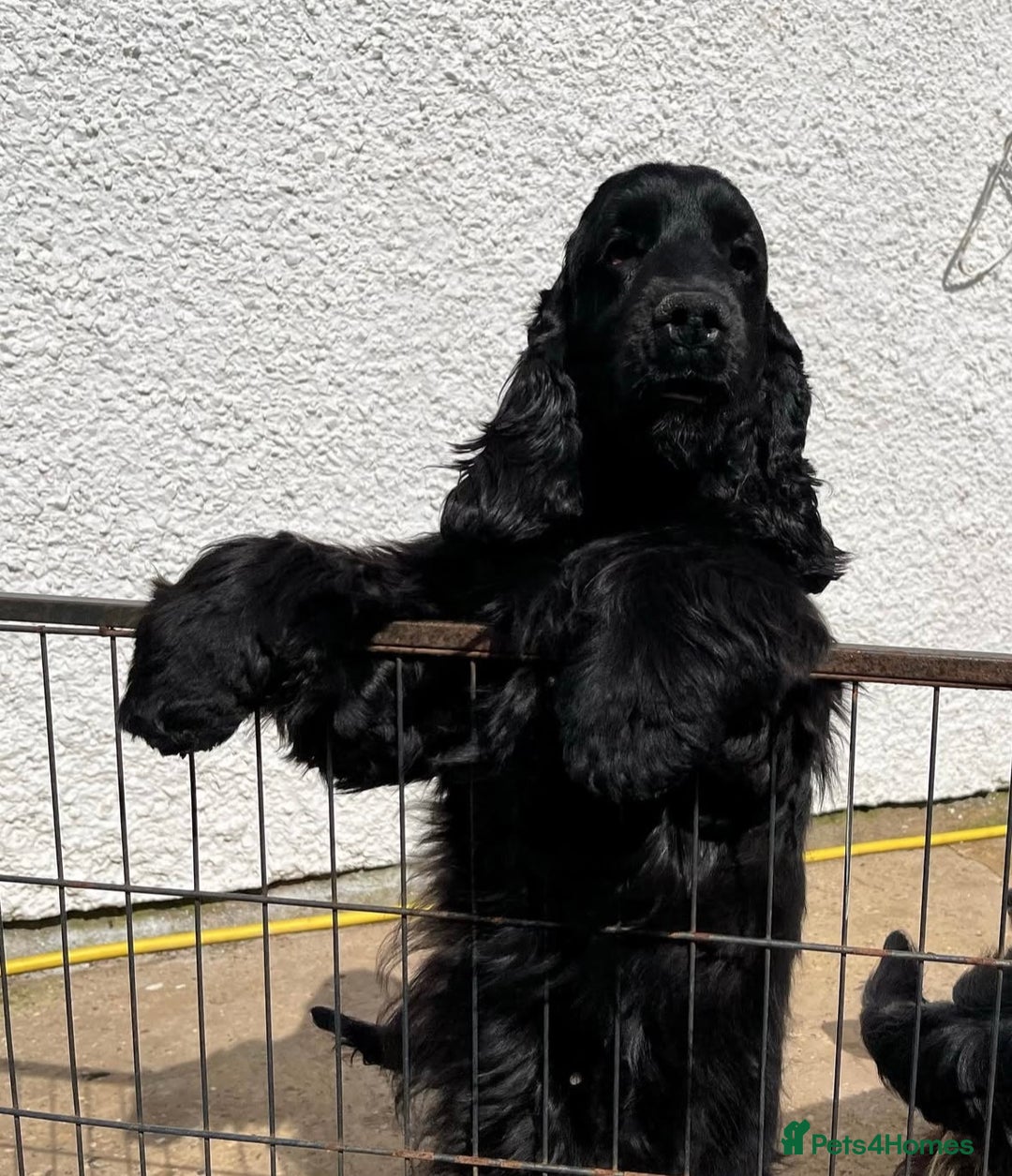 Cocker Spaniel dogs for sale: Retirement home  - Image 19