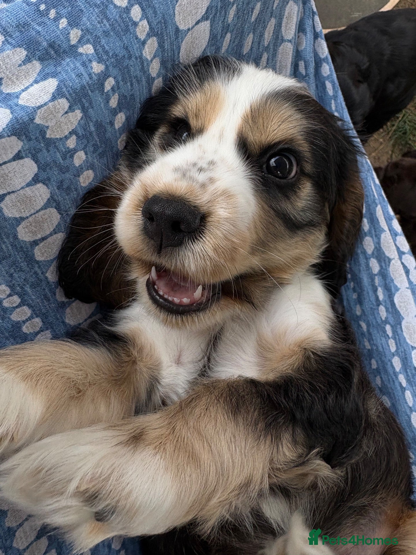 Cocker Spaniel dogs Ready Now RKC Reg DNA CLEAR Show Cocker Female - Advert 2