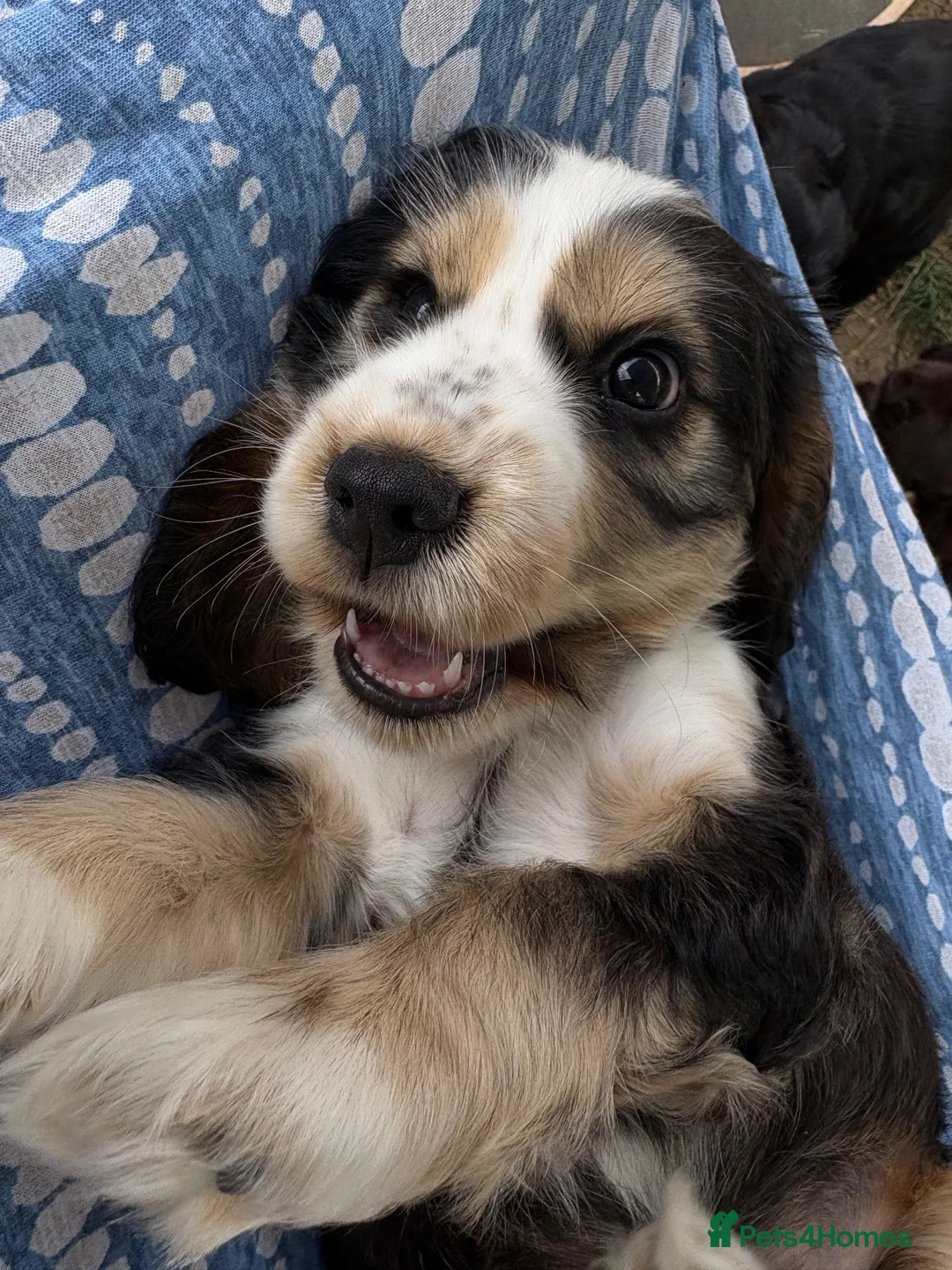 Cocker Spaniel dogs for sale: Ready Now RKC Reg DNA CLEAR Show Cocker Female in Fareham - Advert 2