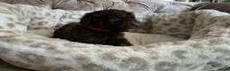 Aussiedoodle dogs for sale: Stunning F1B Aussiedoodle puppies - Advert 12