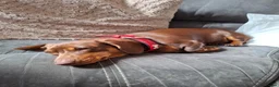 Miniature Dachshund dogs for sale: Chocolate tan Dachshund lady - Advert 7