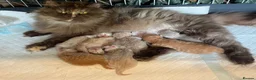 British Longhair cats for sale: British long and shorthair kittens  - Advert 19