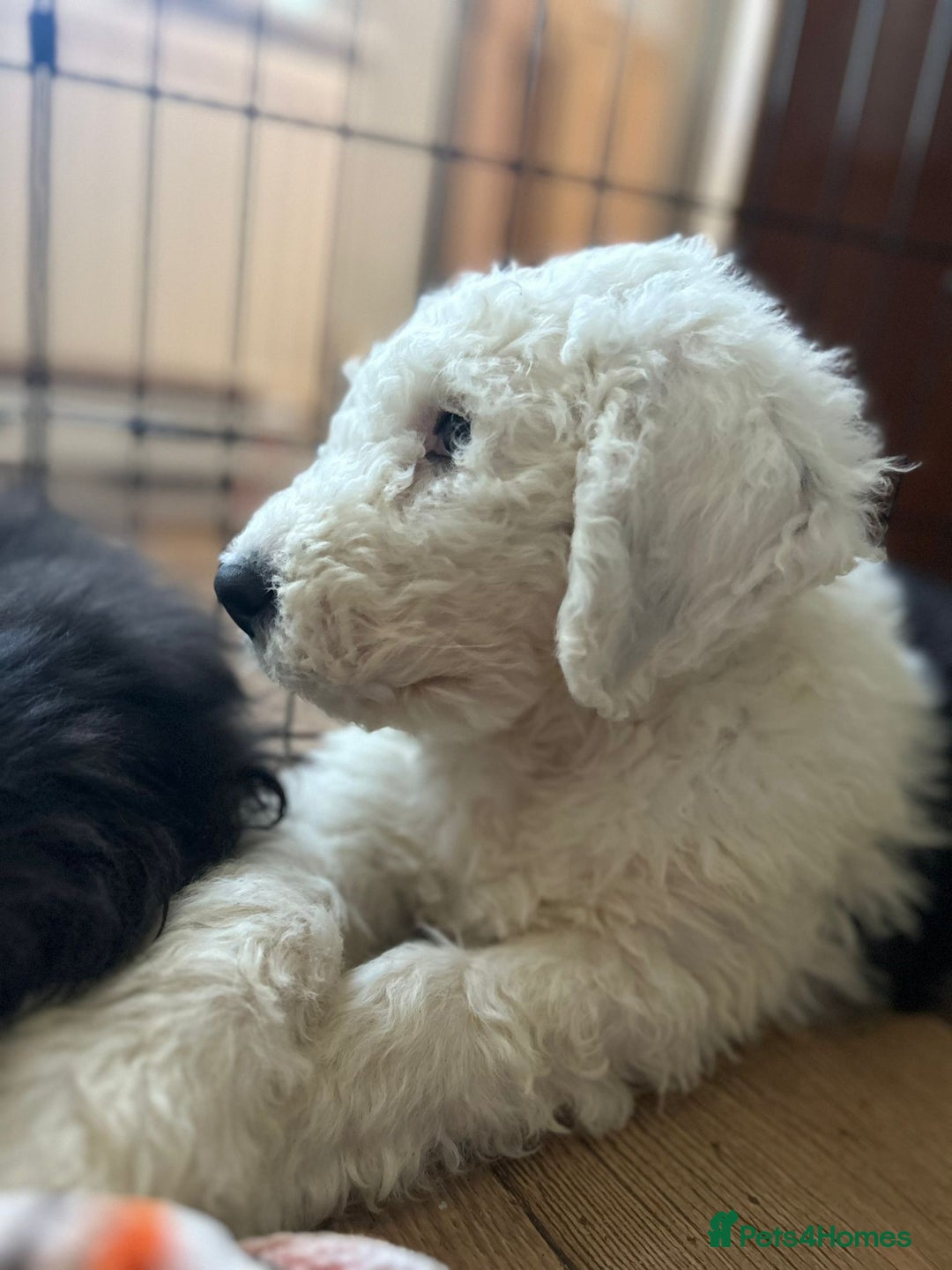 Old English Sheepdog dogs for sale: Kc Registered Old English Sheepdogs  - Advert 12