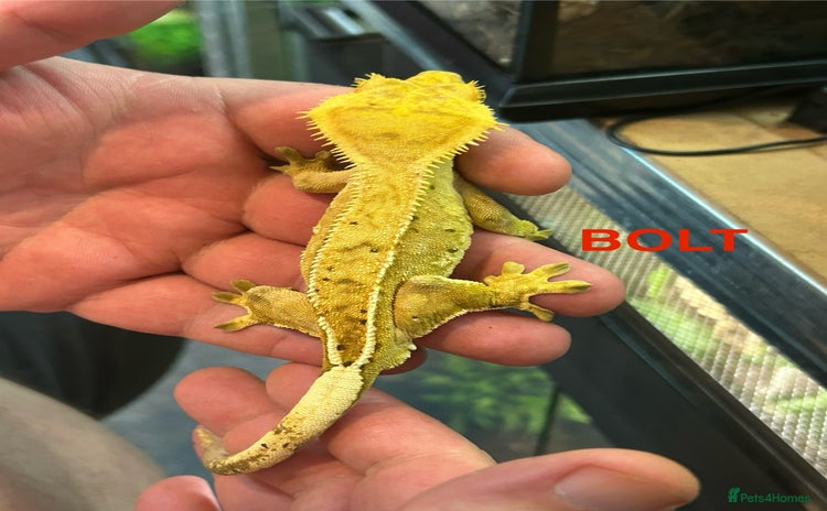 Gecko reptiles - Advert 6