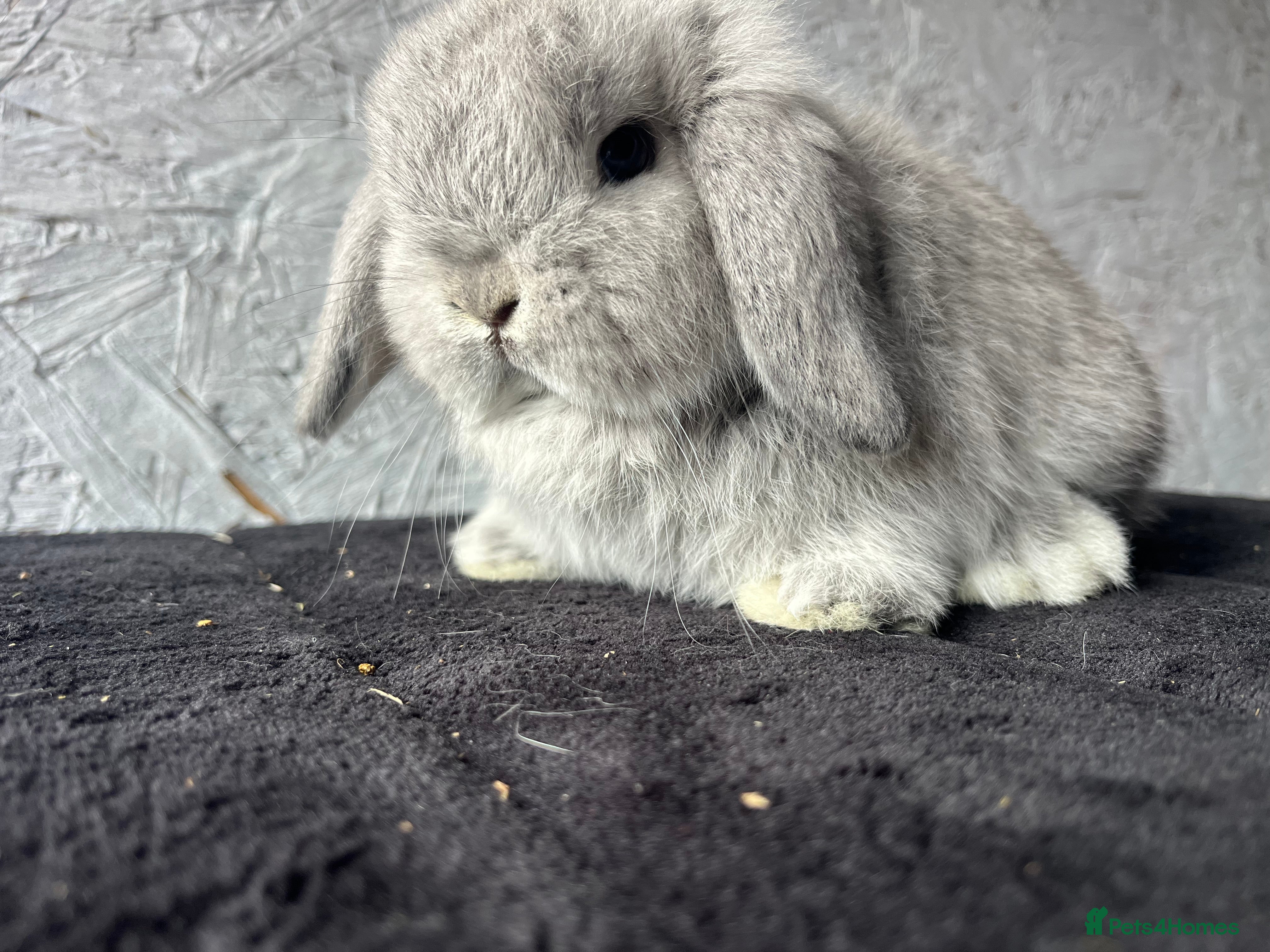 Mini Lop rabbits Pure mini lop  - Advert 16