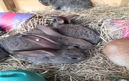 Continental Giant rabbits for sale: Beautiful Giant Continental Babies - Image 11