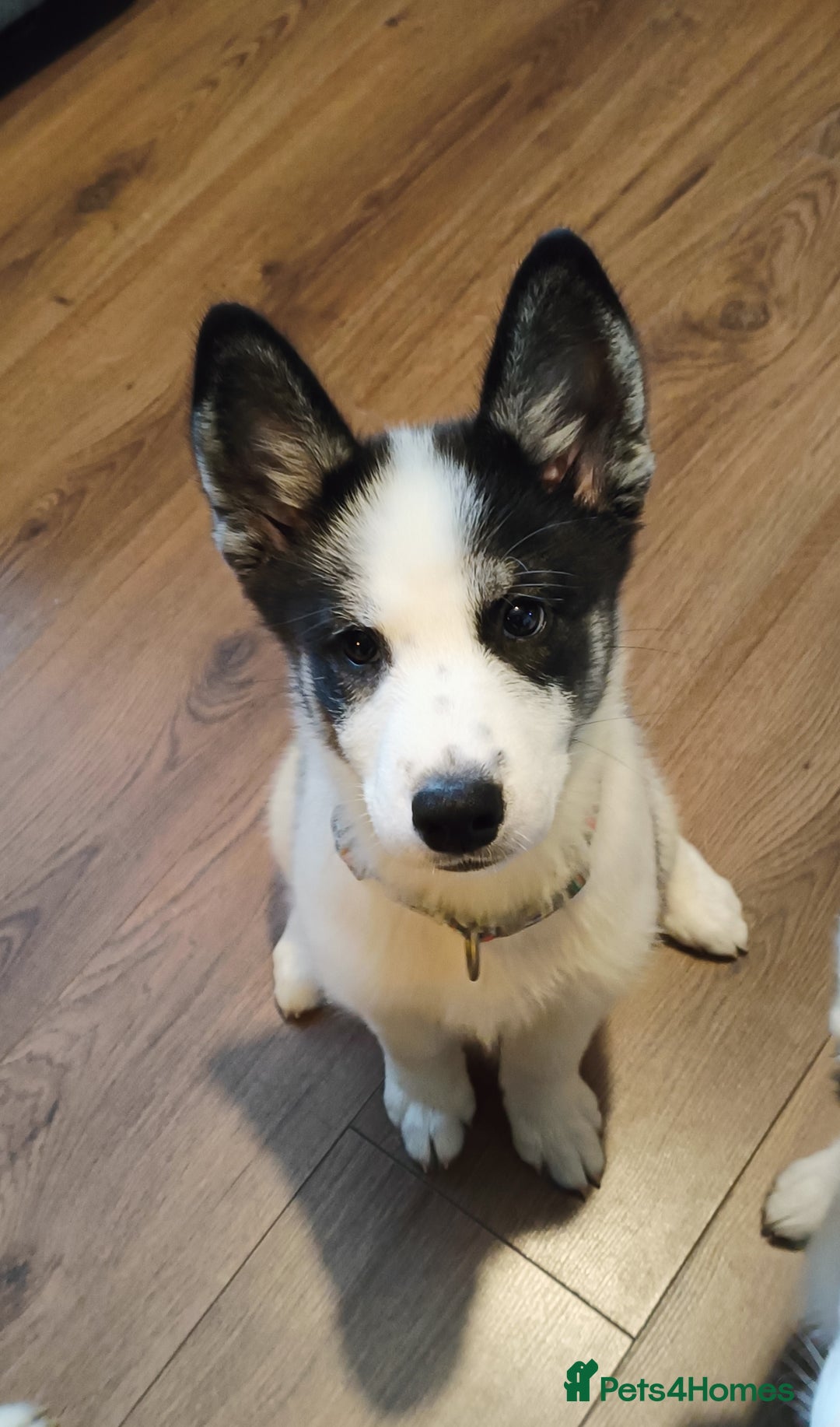 Mixed Breed dogs for sale: Samusky Puppy Female - Image 4