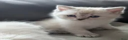 Mixed Breed cats for sale: Ragdoll x Scottish Fold kittens - Advert 7