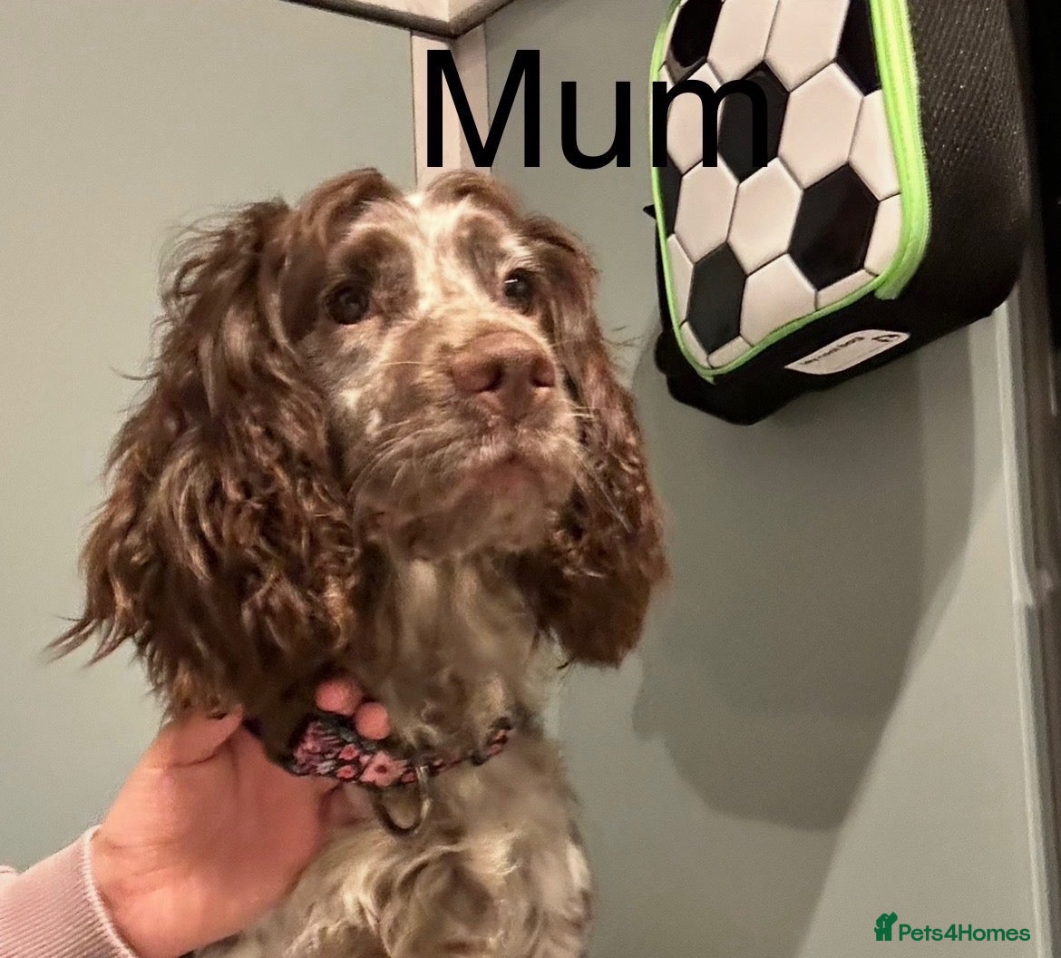 Cocker Spaniel dogs Beautiful cocker spaniel pups - Advert 7