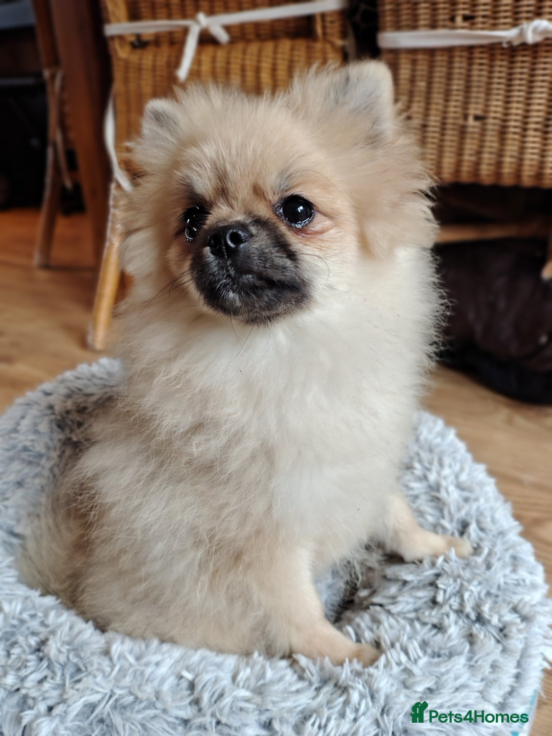 Pomeranian dogs for sale: Pom puppys with Kc reg , pedigree for sale in Taunton - Image 19