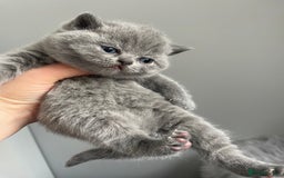British Shorthair cats for stud: 🏆 BLUE STUD TiCA GCCF  CARRYING CHOCOLATE  in Derby - Image 8