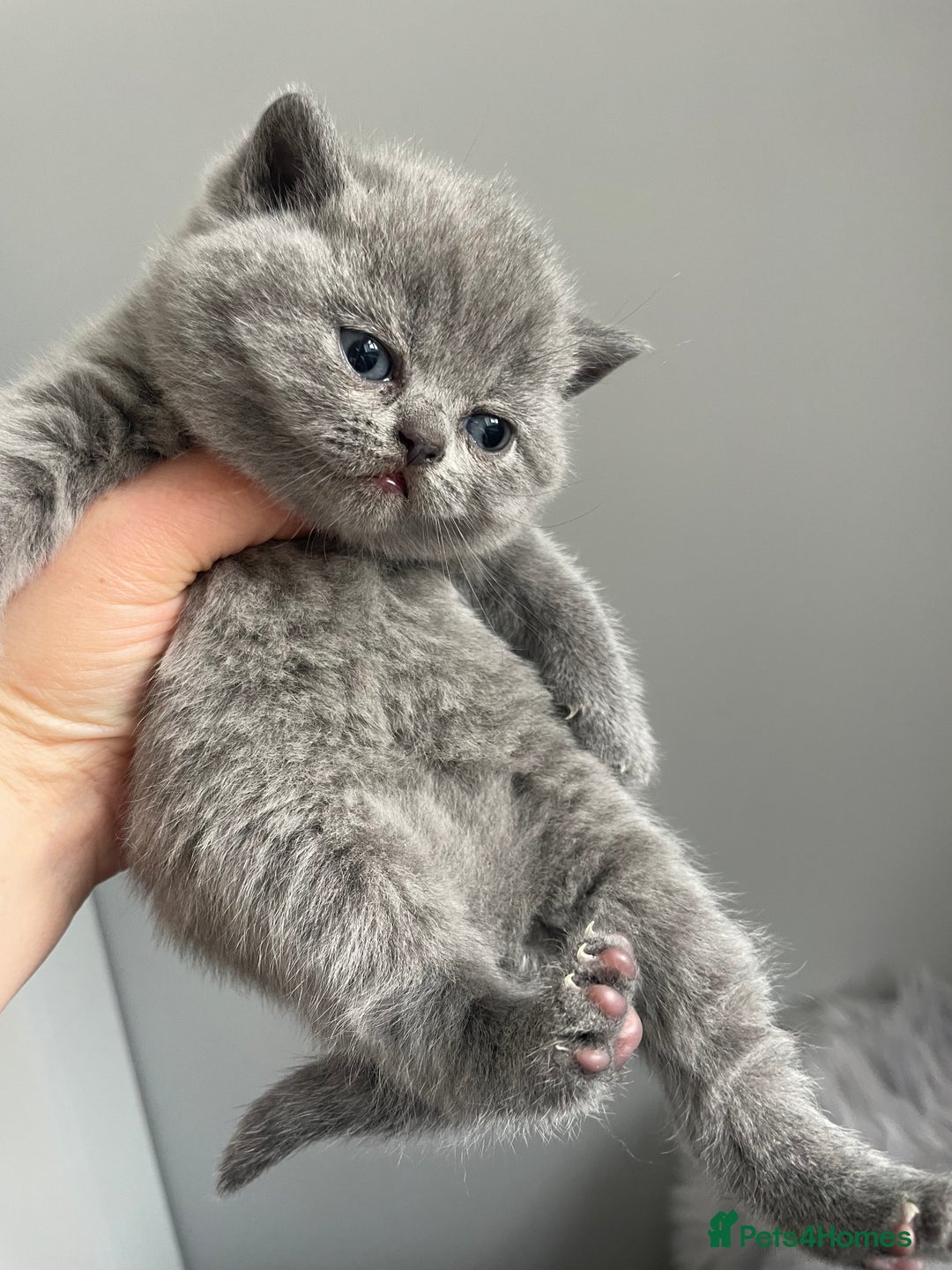 British Shorthair cats for stud: 🏆 BLUE STUD TiCA GCCF  CARRYING CHOCOLATE  in Derby - Image 8