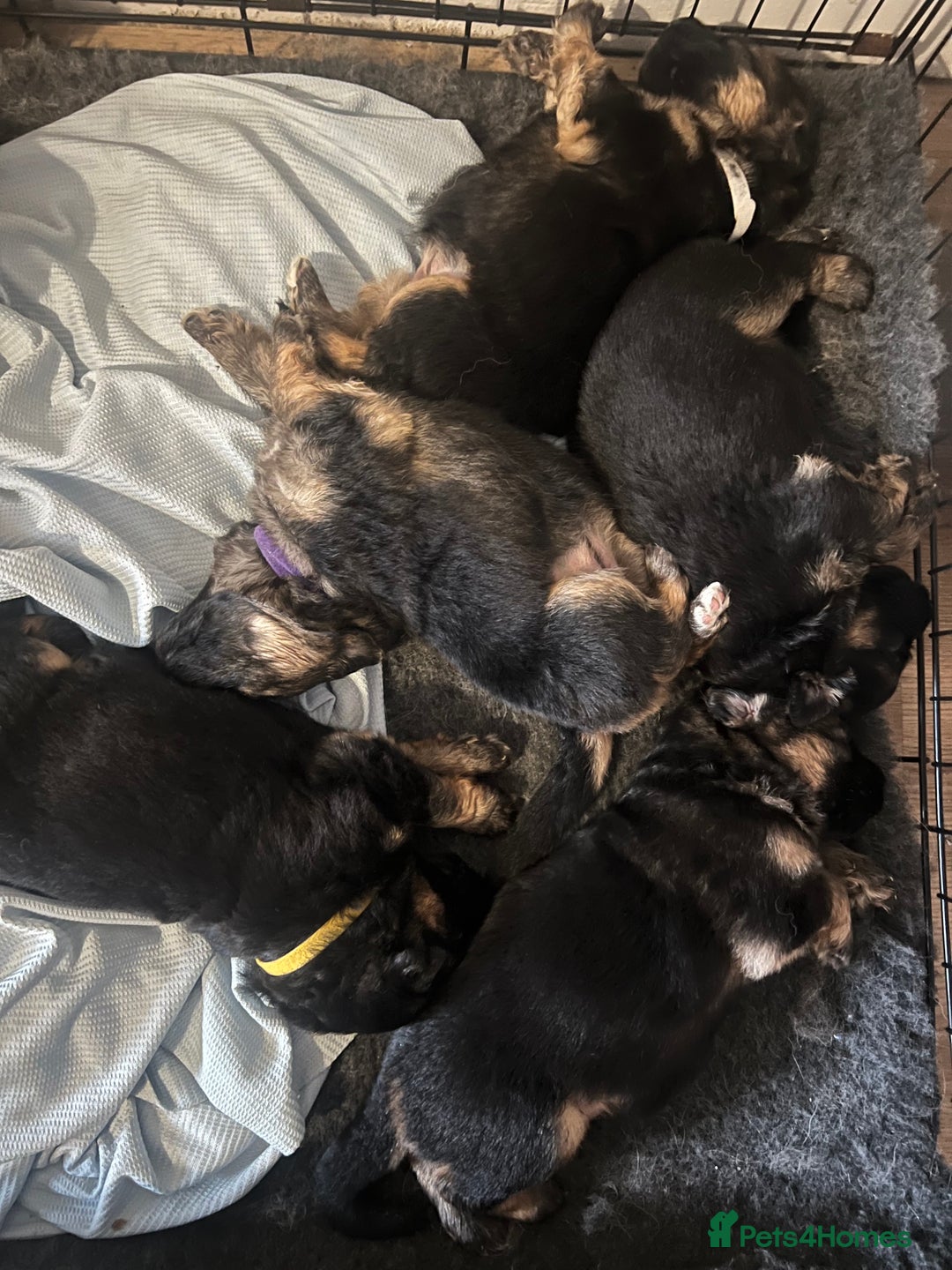 German Shepherd dogs for sale: 🏆quality KC registered long haired GSD pups🏆 - Image 12
