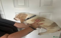 Basset Hound dogs for sale: Lemon and white basset pups - Image 6