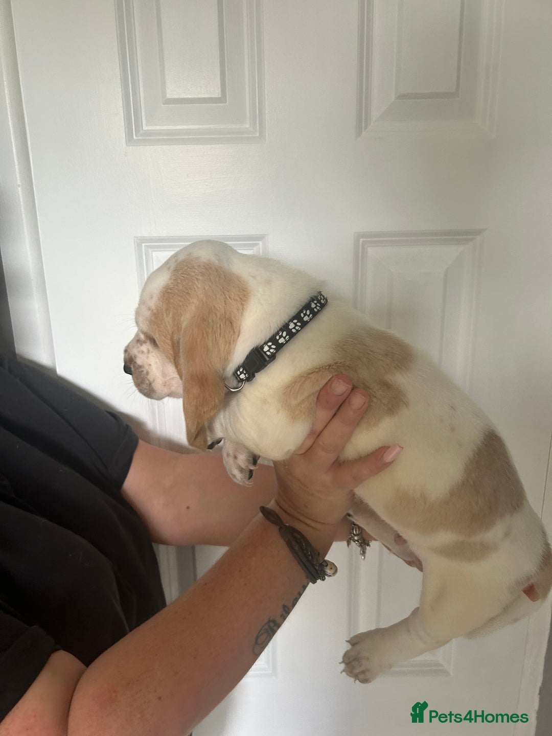 Basset Hound dogs for sale: Lemon and white basset pups - Image 6