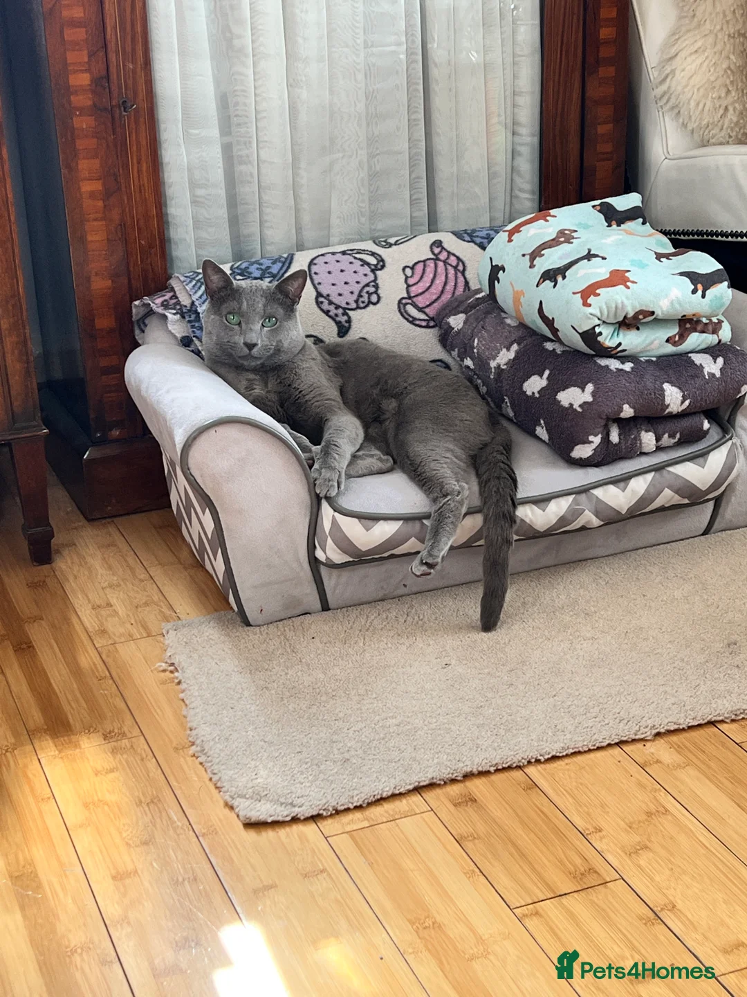 Russian Blue cats for stud: PURE RUSSIAN BLUE STUD  in London - Advert 3