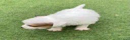 Jack Russell dogs for sale: Beautiful Jack Russell puppies  - Advert 22