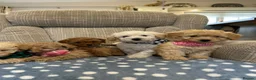 Poochon dogs for sale: Adorable Poochon puppies for sale  - Advert 8