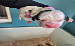 Cocker Spaniel dogs for sale: 6 beautiful Cocker puppies 🐶  - Image 6
