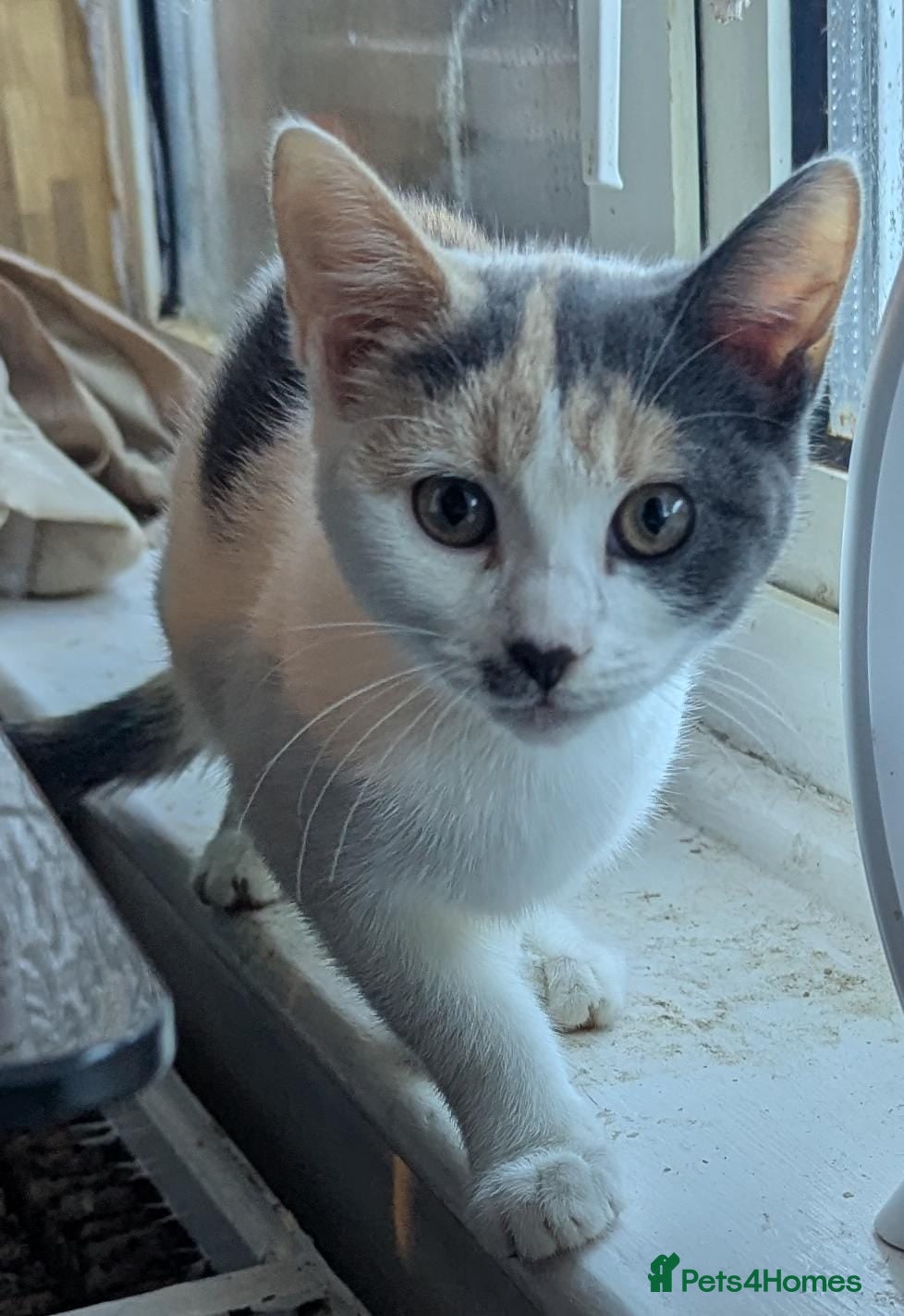 Mixed Breed cats Beautiful male and female - Advert 4