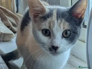 Mixed Breed cats Beautiful male and female - Advert 4