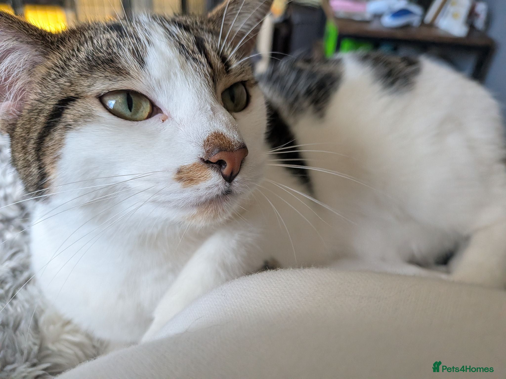 Domestic Shorthair cats Kitten 1 Year Old Looking For Forever Home - Advert 10