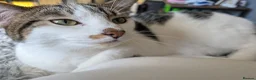 Domestic Shorthair cats for sale: Kitten 1 Year Old Looking For Forever Home - Advert 1