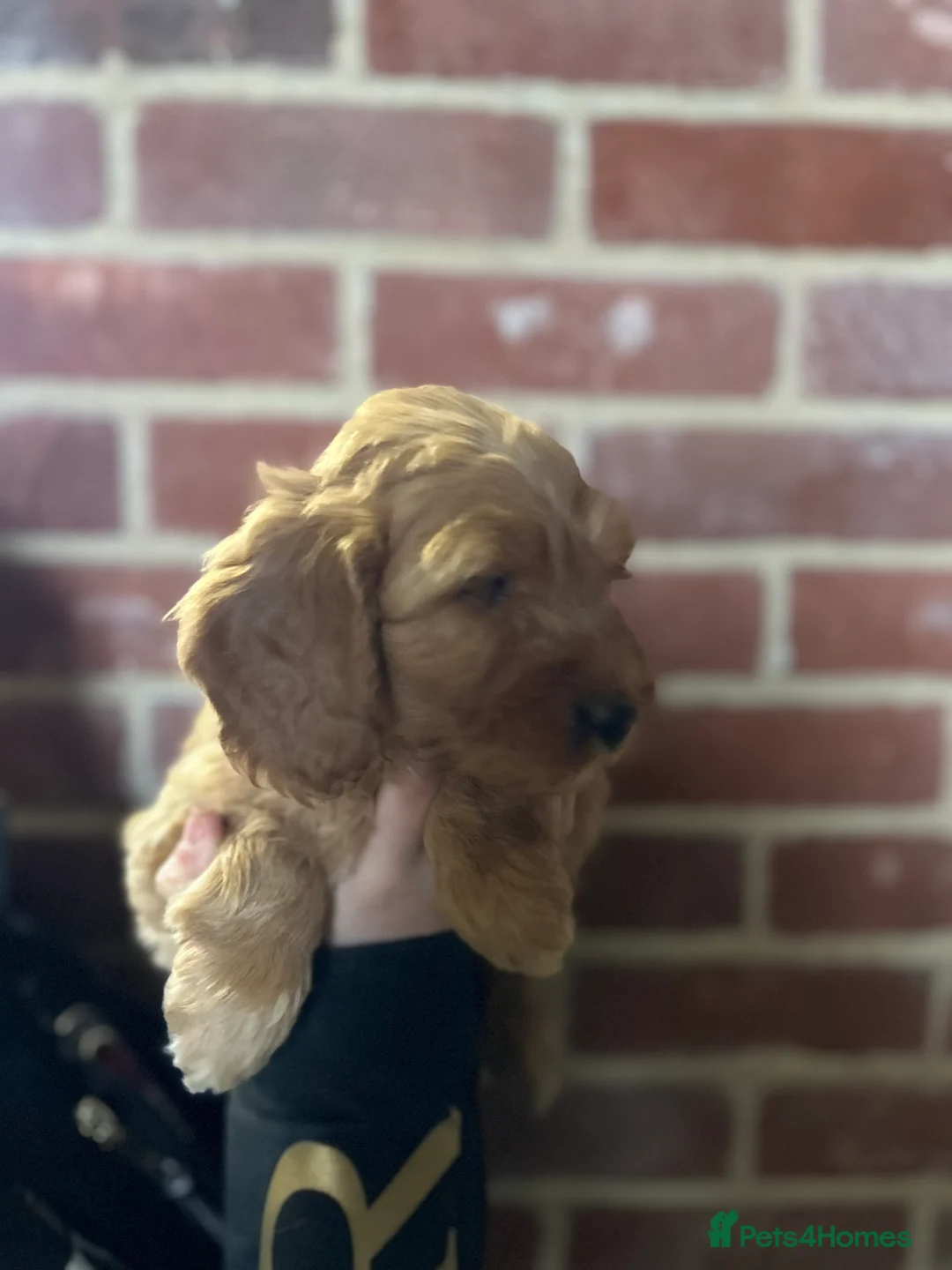Cockapoo dogs for sale: F1 cockapoos  - Advert 13