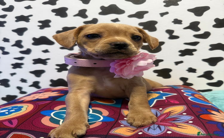 Mixed Breed dogs - Advert 3