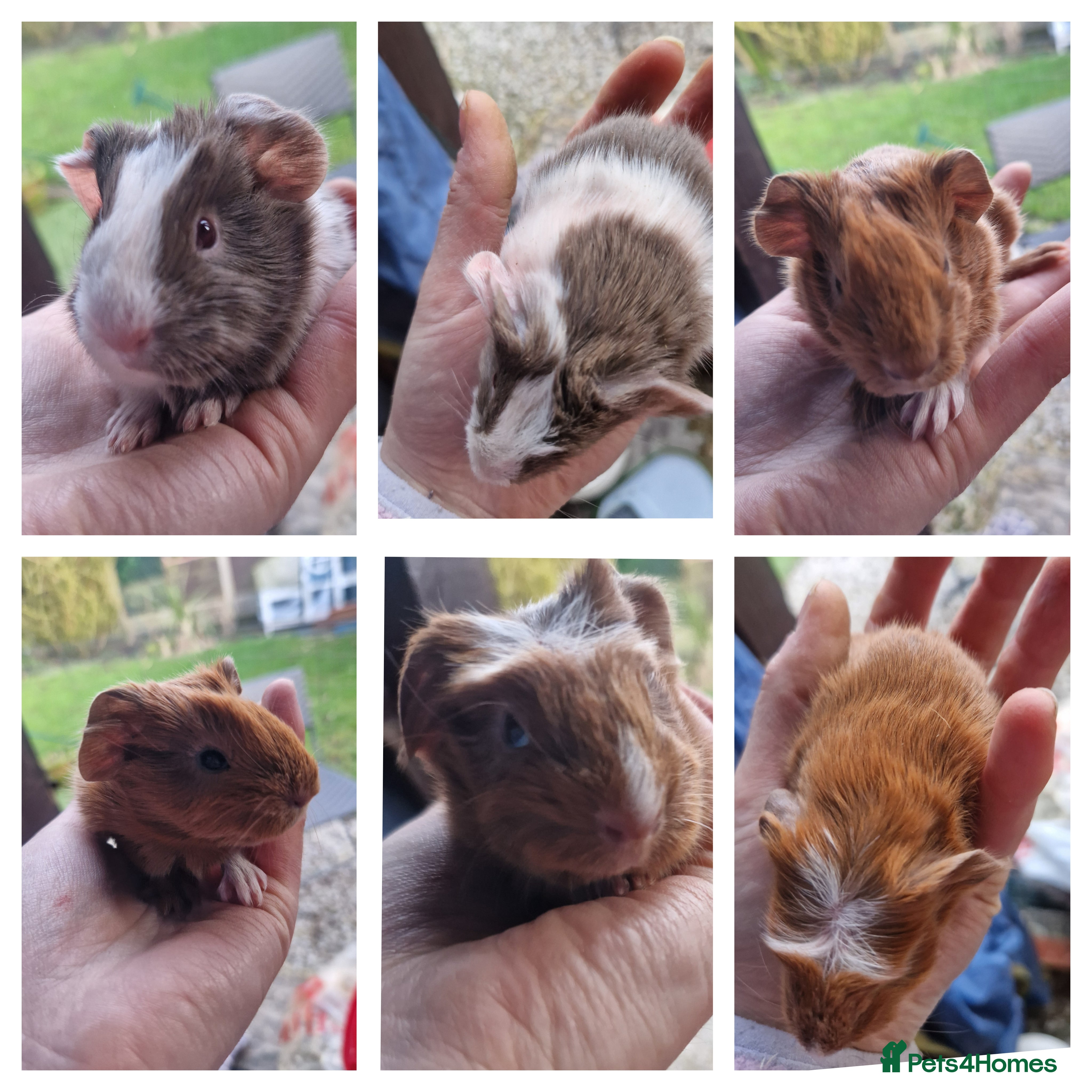 Guinea Pig rodents 3 handsome boys / ready 24th march 26 - Advert 3