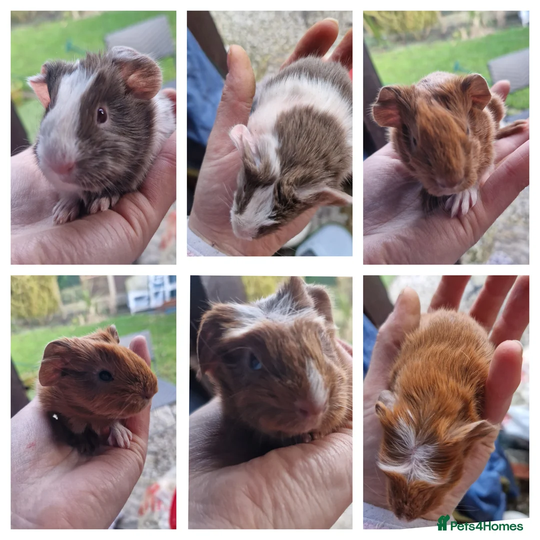 Guinea Pig rodents for sale: 3 handsome boys / ready 24th march 26 - Advert 1