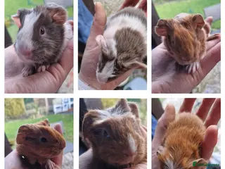 Guinea Pig rodents 3 handsome boys / ready 24th march 26 - Advert 3