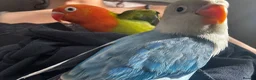 Lovebirds birds for sale: Baby hand-reared lovebirds - Advert 2